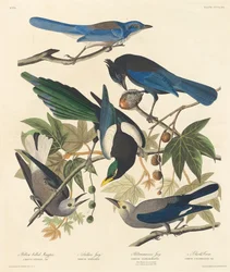 Pie à bec jaune, Geai de Steller, Geai ultramarin et Corneille de Clark, 1837