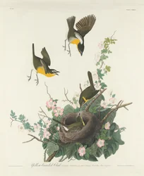 Paruline polyglotte, 1832