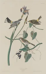 Paruline à couronne jaune, 1832