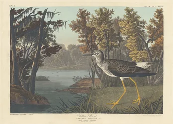 Chevalier jaune, 1836