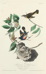 Paruline flamboyante