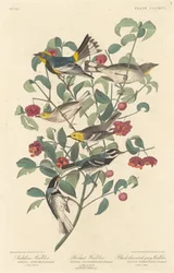 Paruline d