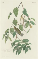Fauvette automnale