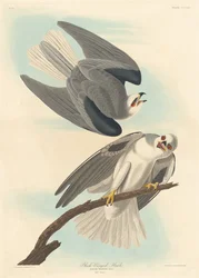 Faucon à ailes noires