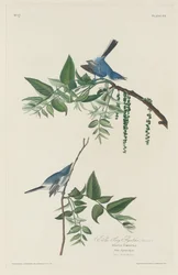 Gobemouche Bleu-Gris