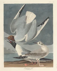 Goéland de Bonaparte
