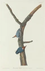 Sittelle à tête brune
