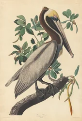 Pélican brun