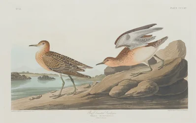 Bécasseau roussâtre