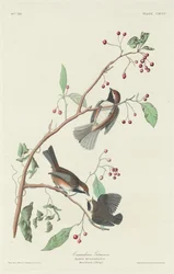 Mésange canadienne