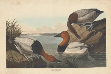 Canard à dos blanc