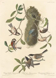 Mésange à dos marron, mésange à tête noire et mésange à couronne marron