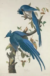 Geai de Colombie