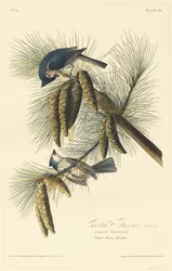 Mésange huppée
