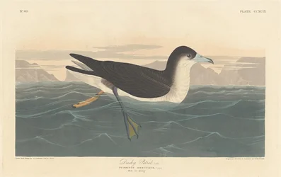 Pétrel sombre