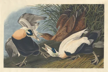 Canard Eider