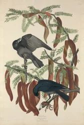 Corbeau à tête rouge