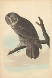 Grande Chouette Cendrée