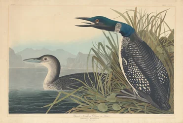 Plongeon huard