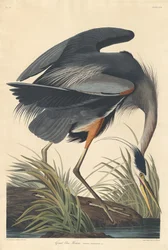 Grand héron bleu