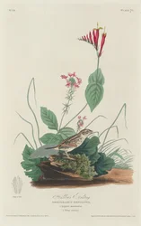 Bruant de Henslow