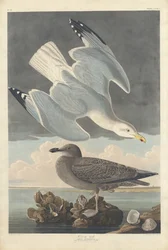 Goéland argenté