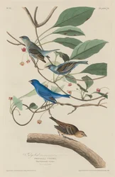 Oiseau indigo