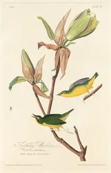 Paruline du Kentucky