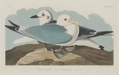 Mouette tridactyle