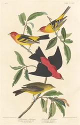 Tangara de Louisiane et Tangara écarlate