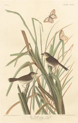 Pinson de MacGillivray