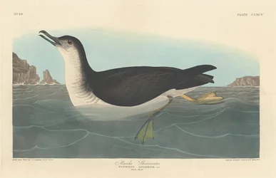 Puffin des Anglais