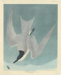 Sterne des Marais