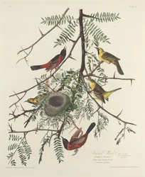 Oriole des vergers