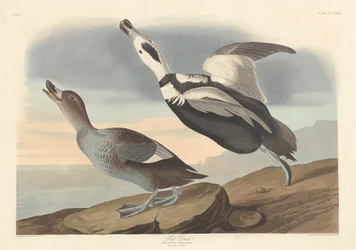 Canard pied