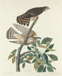 Faucon pigeon