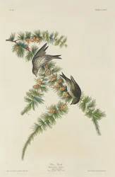 Pinson des pins
