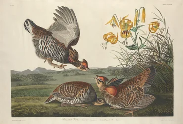 Tétras des prairies