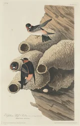 Hirondelle républicaine