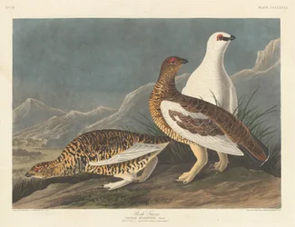 Lagopèdes