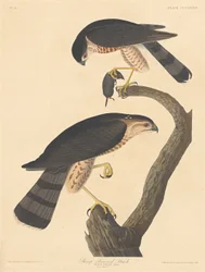 Épervier brun