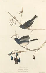 Plectrophane des Neiges