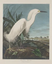 Héron neigeux, ou Aigrette blanche