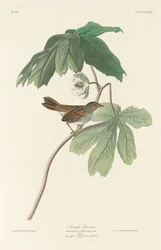 Moineau des marais