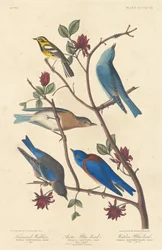 Paruline de Townsend, Merle bleu arctique et Merle bleu de l