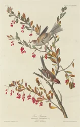 Moineau friquet