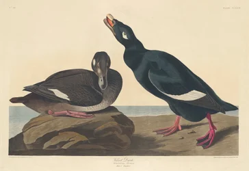 Canard de velours