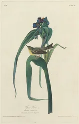 Viréo de Vigors