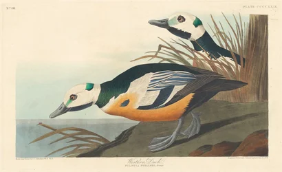 Canard occidental