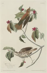 Grive des bois